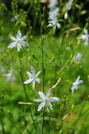 Attēlu rezultāti vaicājumam “Anthericum ramosum”