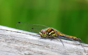 Attēlu rezultāti vaicājumam “Sympetrum danae”