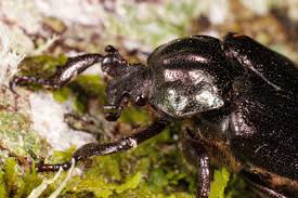 Attēlu rezultāti vaicājumam “Osmoderma barnabita”