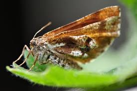 Attēlu rezultāti vaicājumam “Bupalus piniaria”