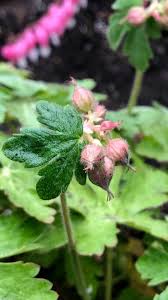 Attēlu rezultāti vaicājumam “Geranium sylvaticum bud”