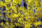 File:<b>Forsythia</b> close-up.jpg