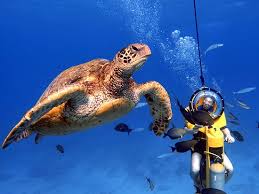 Image result for Underwater Adventures