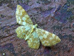 Attēlu rezultāti vaicājumam “Hydrelia flammeolaria”