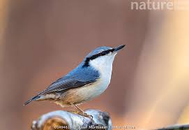 Image result for Sitta europaea