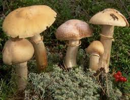 Attēlu rezultāti vaicājumam “Rozites caperata”