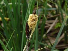 Attēlu rezultāti vaicājumam “Carex acutiformis leaf”