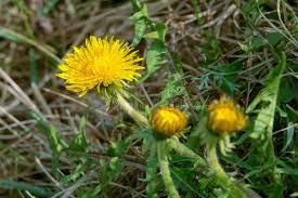 Attēlu rezultāti vaicājumam “Taraxacum suecicum flower”