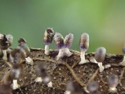 Attēlu rezultāti vaicājumam “Craterium leucocephalum”