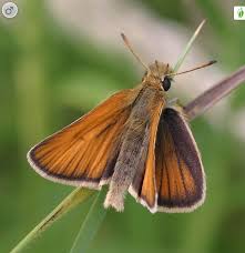 Attēlu rezultāti vaicājumam “Thymelicus lineola underside”