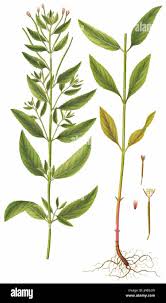 Attēlu rezultāti vaicājumam “Epilobium roseum leaf”