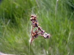 Attēlu rezultāti vaicājumam “Luzula campestris fruit”