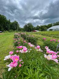 Attēlu rezultāti vaicājumam “Paeonia lactiflora”