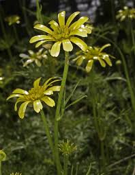 Attēlu rezultāti vaicājumam “Ranunculus elatior flower”