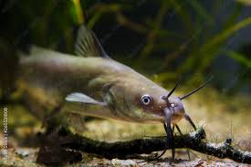 Image result for Ictalurus punctatus
