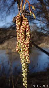 Attēlu rezultāti vaicājumam “Alnus incana female flower”