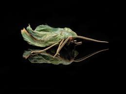 Attēlu rezultāti vaicājumam “Proutia betulina larva”