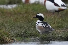 Attēlu rezultāti vaicājumam “Mergus albellus”
