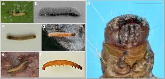 Attēlu rezultāti vaicājumam “Grapholita funebrana larva”