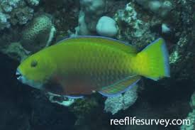Image result for Chlorurus gibbus