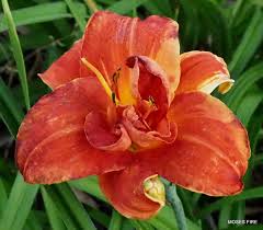 Image result for Hemerocallis `Moses Fire`