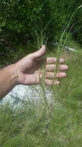 Attēlu rezultāti vaicājumam “Schistidium robustum sporophyte”