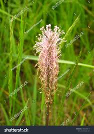 Attēlu rezultāti vaicājumam “Plantago media flower”
