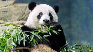 Image result for pandas