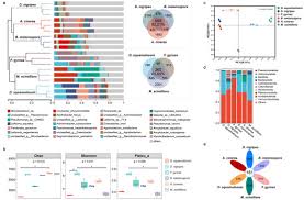 Attēlu rezultāti vaicājumam “Badhamia melanospora stalked”