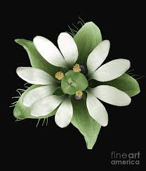 Attēlu rezultāti vaicājumam “Stellaria longifolia flower”