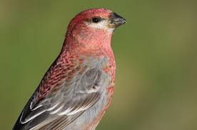 Image result for Pinicola enucleator