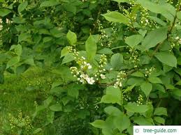 Attēlu rezultāti vaicājumam “Prunus padus var. roseiflora flower”