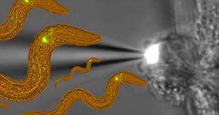 Attēlu rezultāti vaicājumam “Comatricha elegans var. microspora”