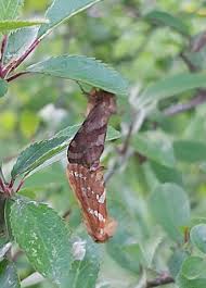 Attēlu rezultāti vaicājumam “Phymatopus hecta”