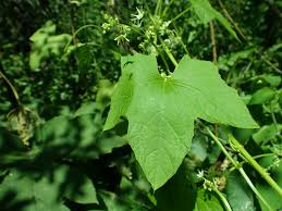 Attēlu rezultāti vaicājumam “Echinocystis lobata leaf”