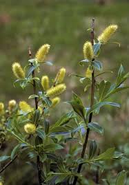 Attēlu rezultāti vaicājumam “Salix x doniana flower”