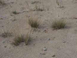 Attēlu rezultāti vaicājumam “Festuca polesica”