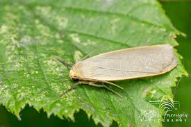 Attēlu rezultāti vaicājumam “Eilema griseola larva”
