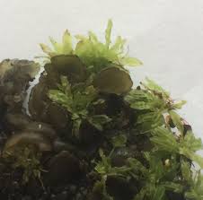 Attēlu rezultāti vaicājumam “Encalypta”