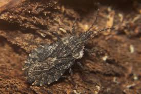 Attēlu rezultāti vaicājumam “Aradus betulae”