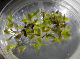 Attēlu rezultāti vaicājumam “Lemna trisulca”