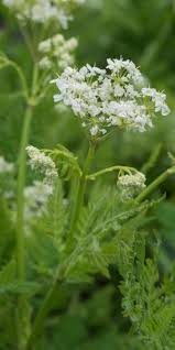 Image result for Myrrhis odorata