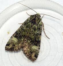 Attēlu rezultāti vaicājumam “Anaplectoides prasina”