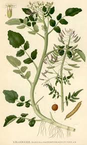 Image result for Rorippa nasturtium-aquaticum