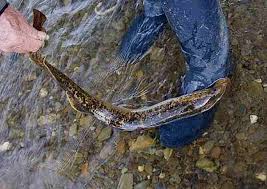 Image result for Petromyzon marinus