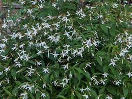 Attēlu rezultāti vaicājumam “Gillenia trifoliata flower”