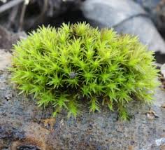 Attēlu rezultāti vaicājumam “Acrocarpous mosses”