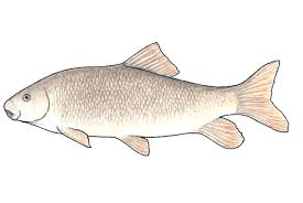 Image result for Moxostoma hubbsi