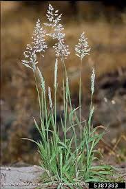 Attēlu rezultāti vaicājumam “Holcus lanatus  fruit”