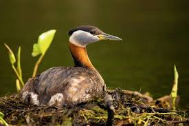 Image result for Podiceps grisegena